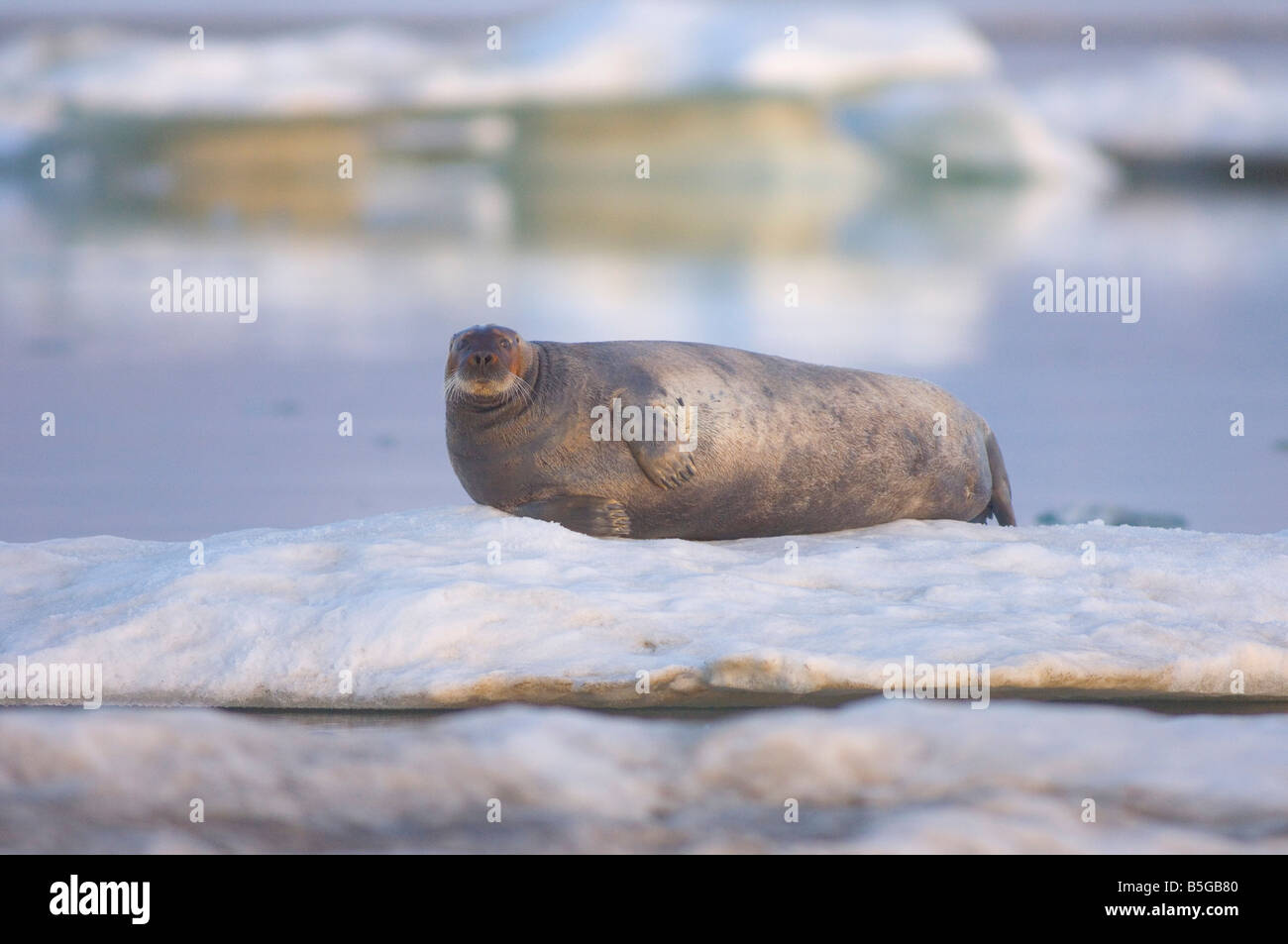 bärtige Dichtung Erignathus Barbatus ruht auf einer Eisscholle in der Beaufortsee arktischen Ozean Stockfoto