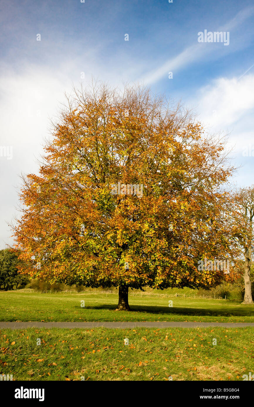 Buche im Herbst Helmsley Yorkshire Stockfoto