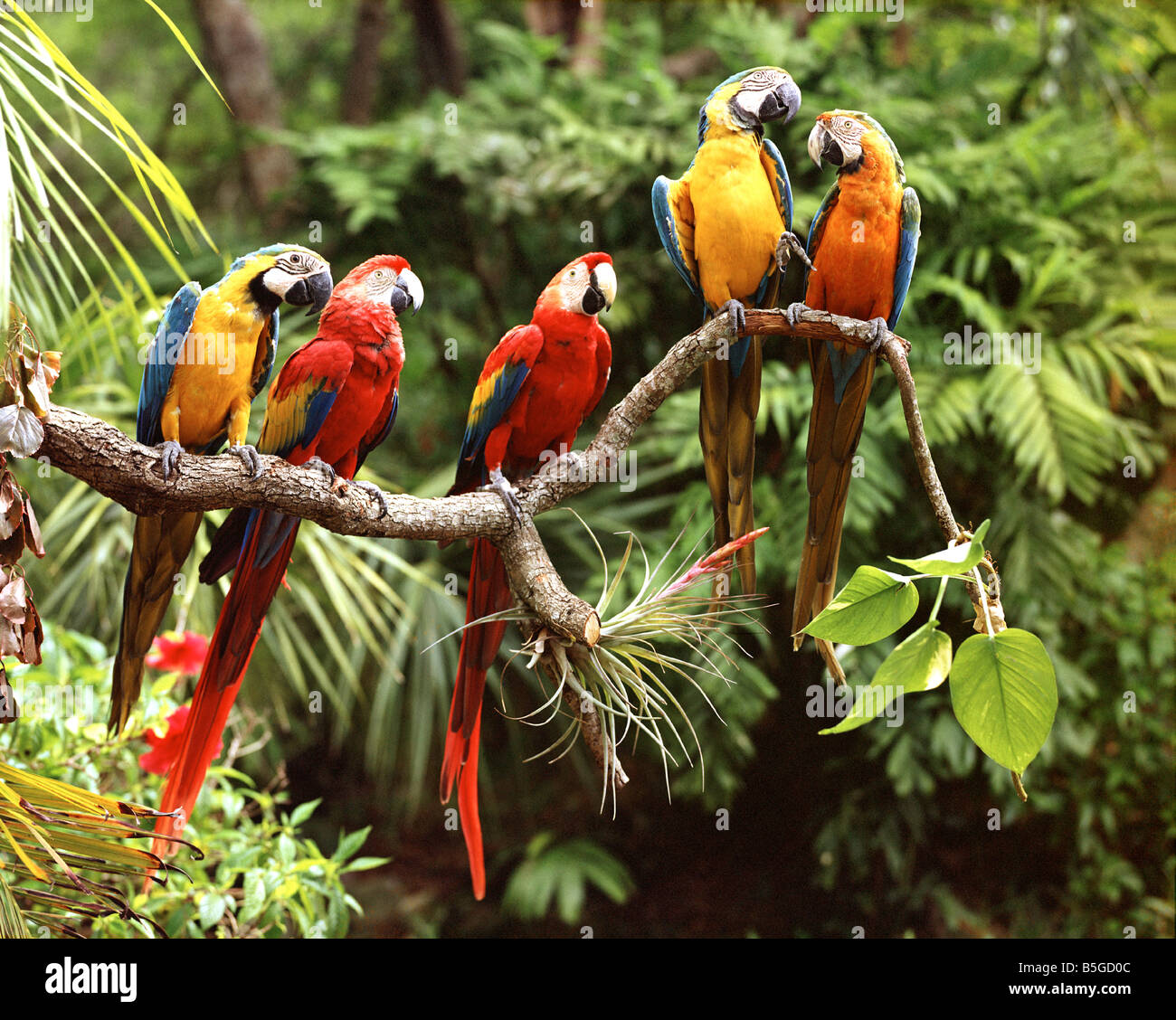 EXOTISCHE Vögel: Papageien Stockfoto