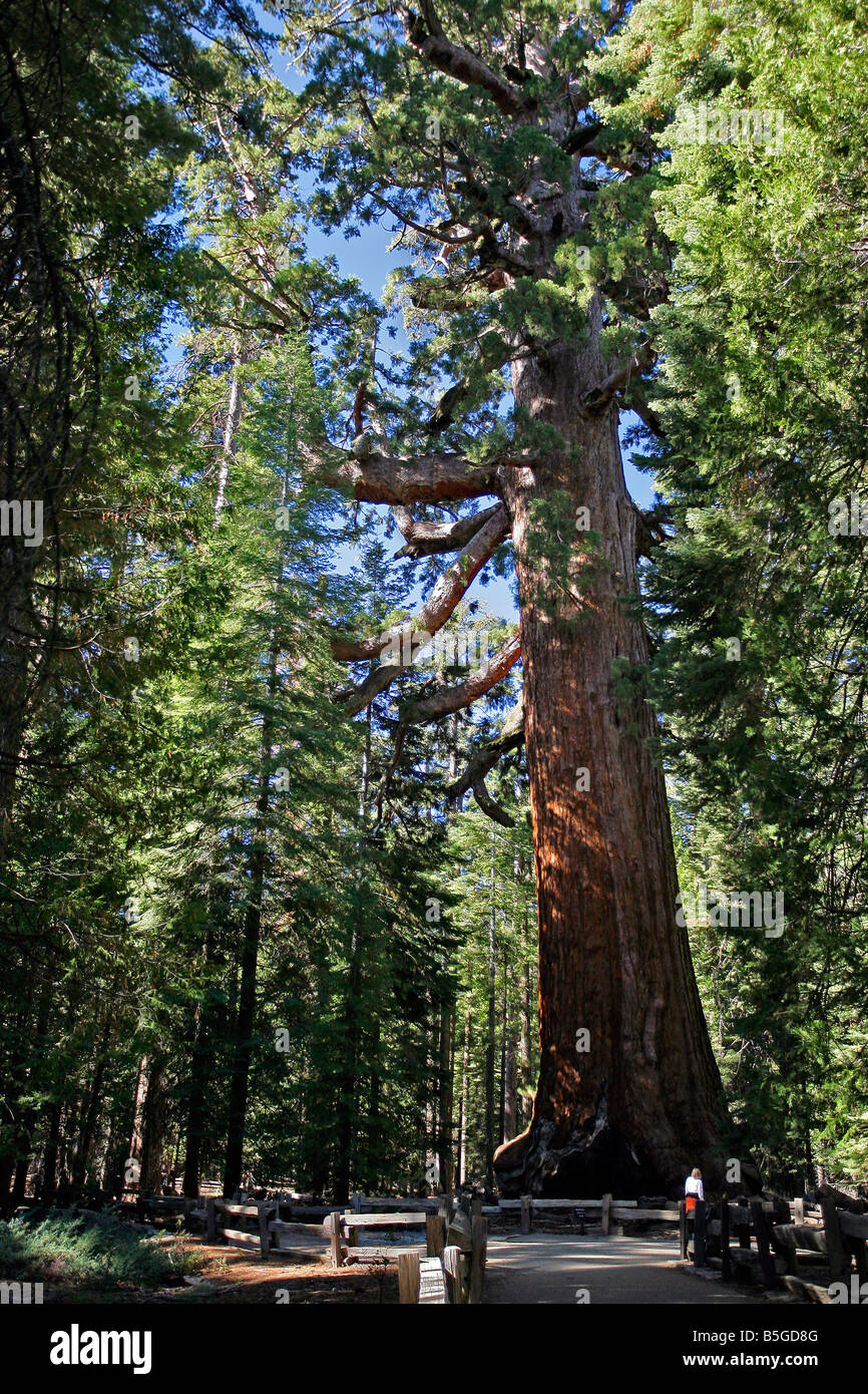 Grizzly Giant in Mariposa Grove im Yosemite National Park in Kalifornien Stockfoto