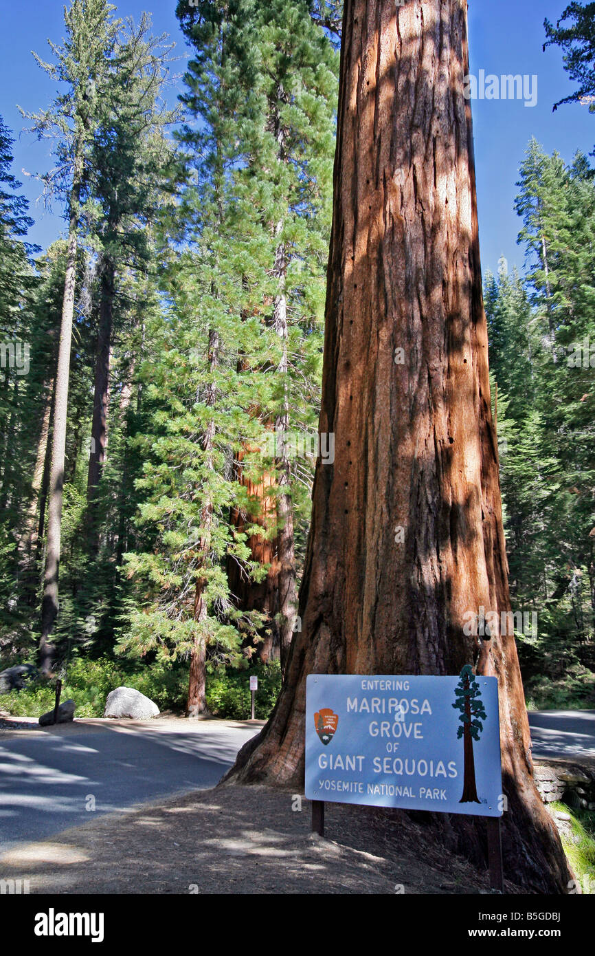Mariposa Grove im Yosemite-Nationalpark in Kalifornien Stockfoto