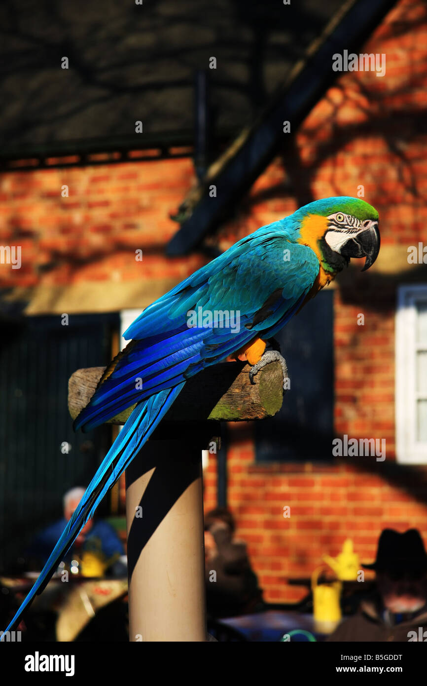 Eine blaue und gelbe Ara Papagei Stockfoto