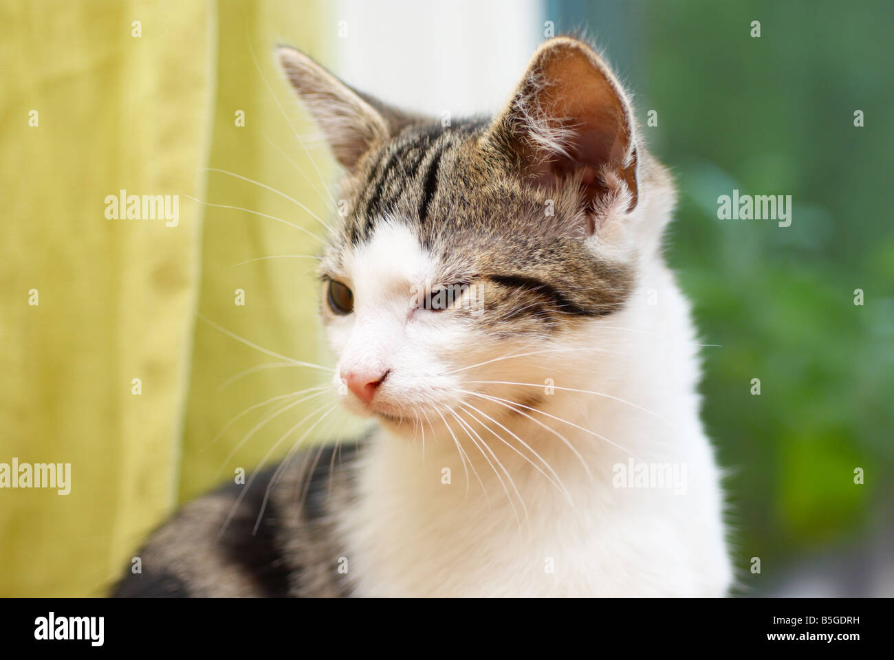 junge männliche Tabby Katze saß vor der Fenster & Vorhänge Stockfoto