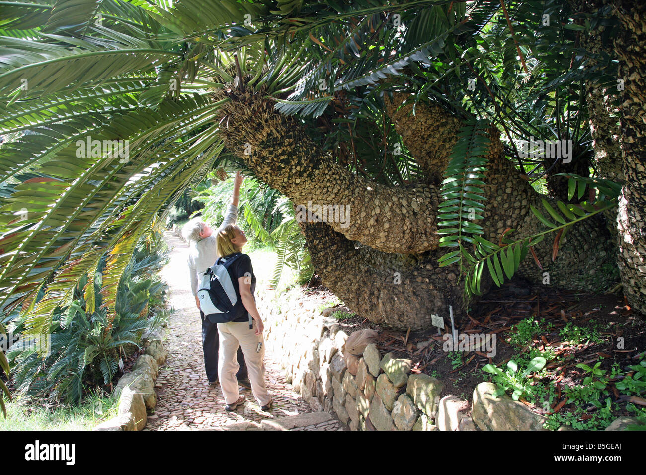 Botanischen Garten Kirstenbosch Garten-Kapstadt Stockfoto