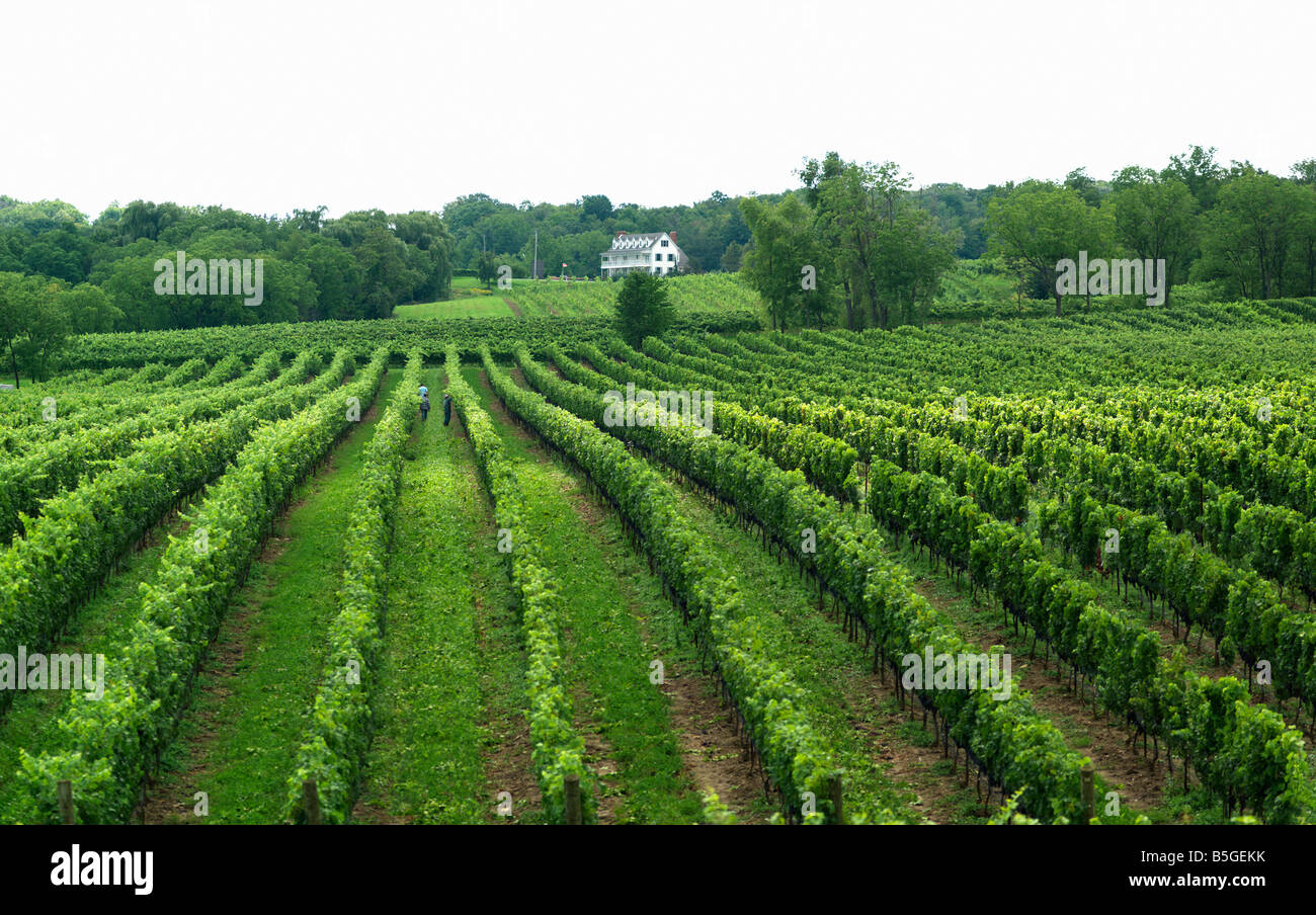 Kanada, Ontario, Issum, Weinberge auf versteckte Bank Weingut in der Niagara-Region Stockfoto