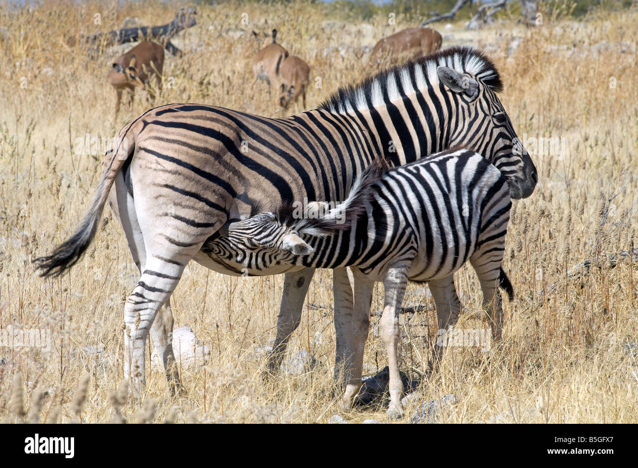 Ebenen oder Burchell Zebra Fohlen Spanferkel, Etosha Nationalpark, Namibia Stockfoto