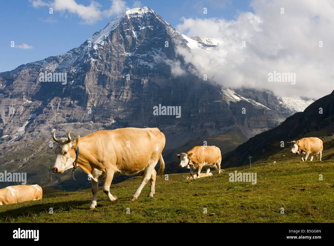 Alpine Kühe mit dem Eiger Berg im Hintergrund der Schweiz Stockfoto