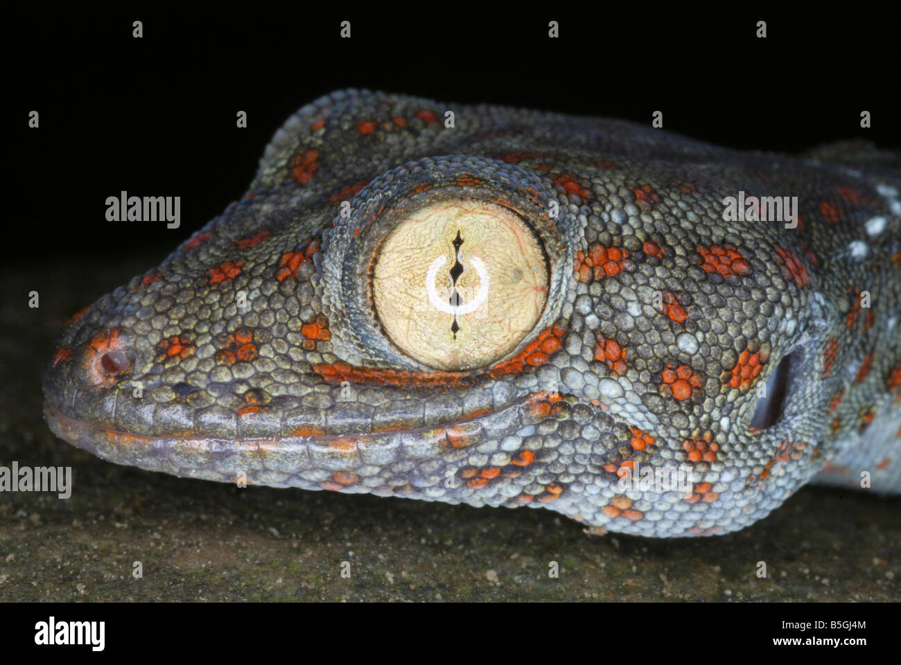 Tucktoo Gecko Kopf Nahaufnahme. Eine große arboreal Gecko, die häufig die Baumhöhlen Wohnraums angesehen werden. Assam. Indien Stockfoto