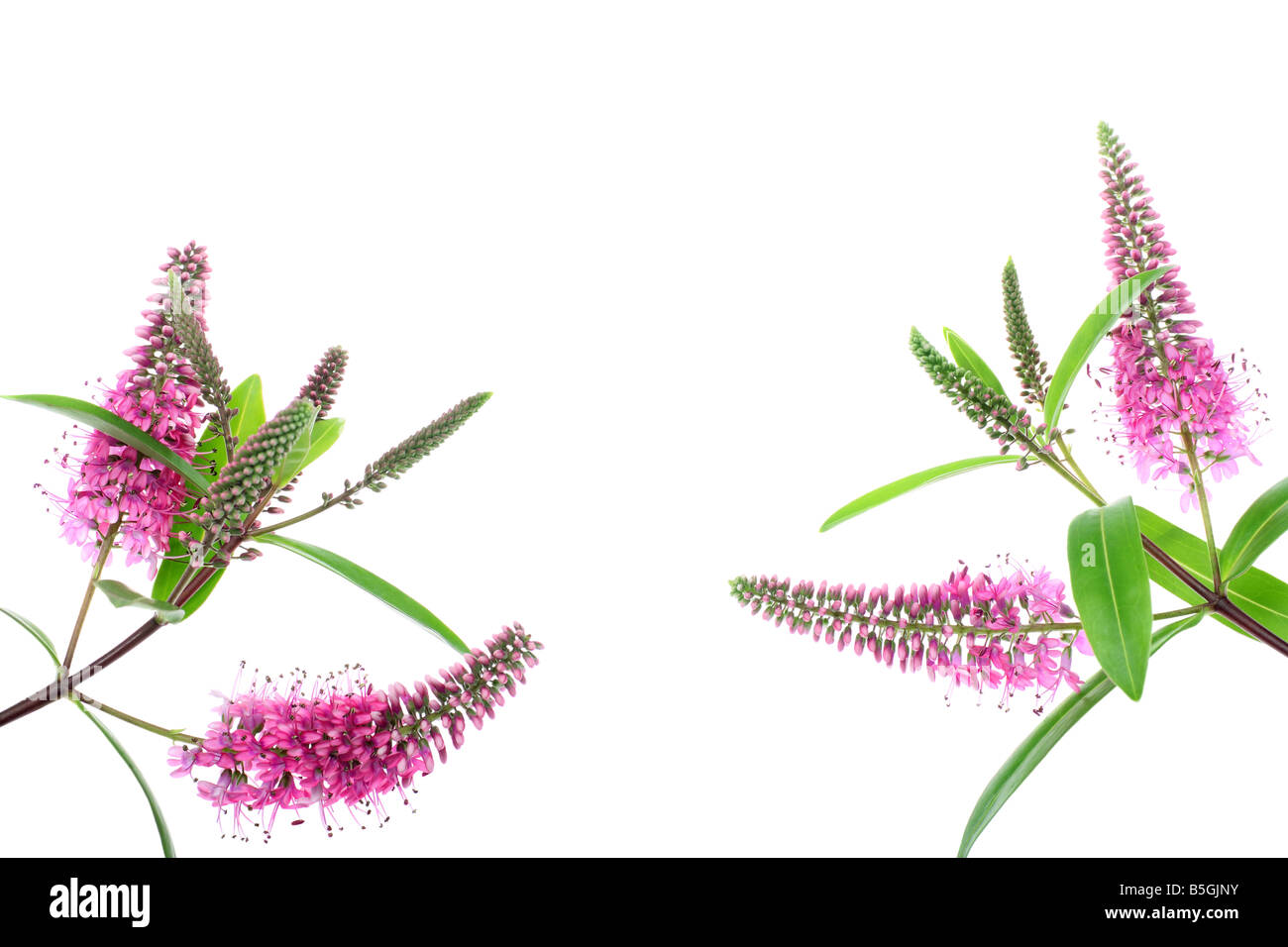 Hebe Rosa blühenden Strauch textfreiraum für text Stockfoto