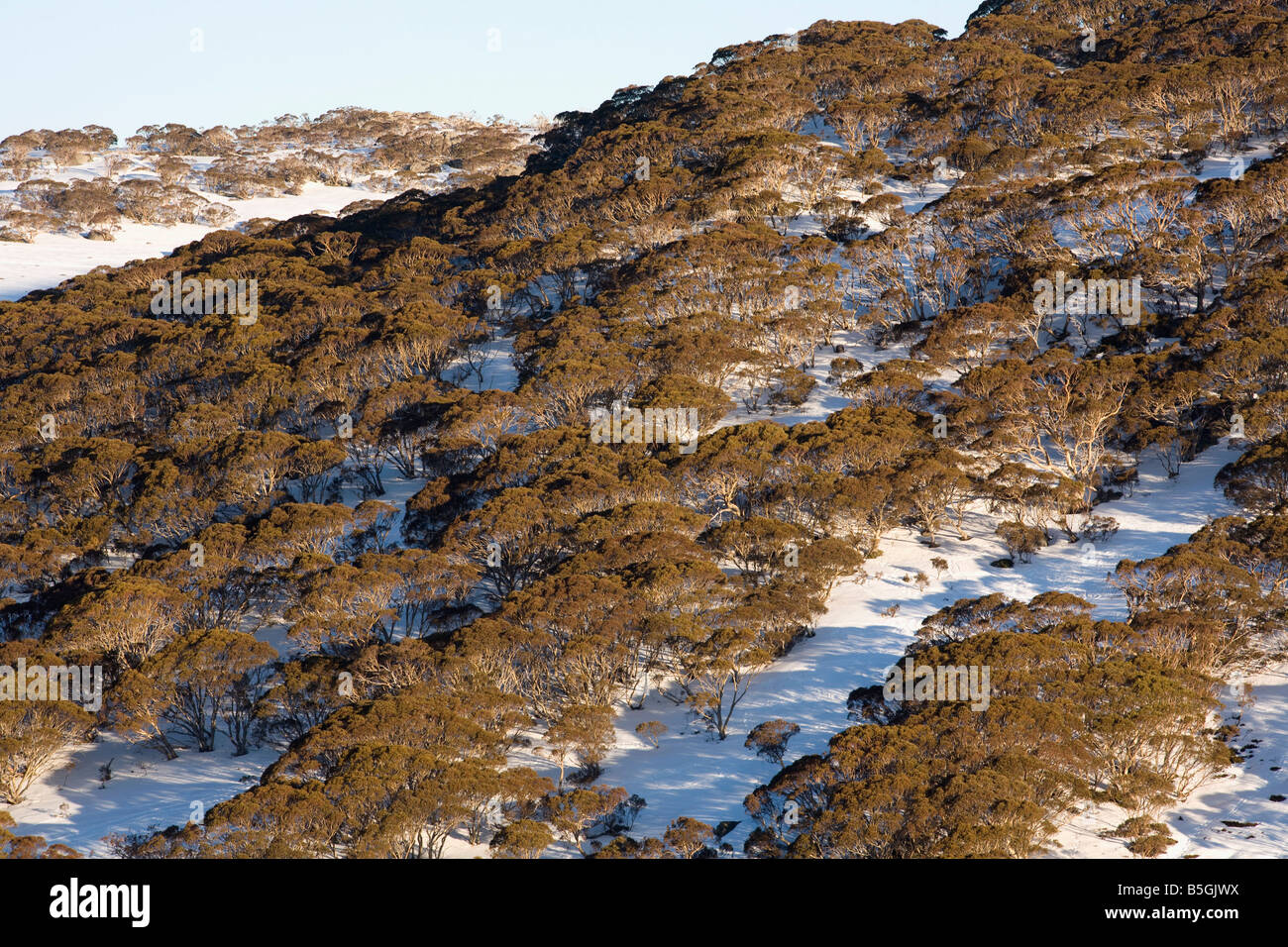 Snow Gums Charlotte Pass Snowy Mountains, New South Wales Australien Stockfoto