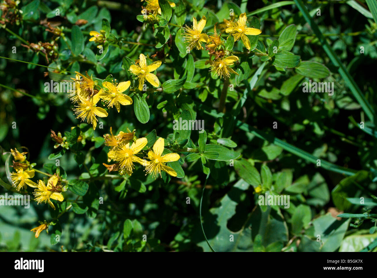 Hypericum Perforatum gemeinsame Johanniskraut Stockfoto