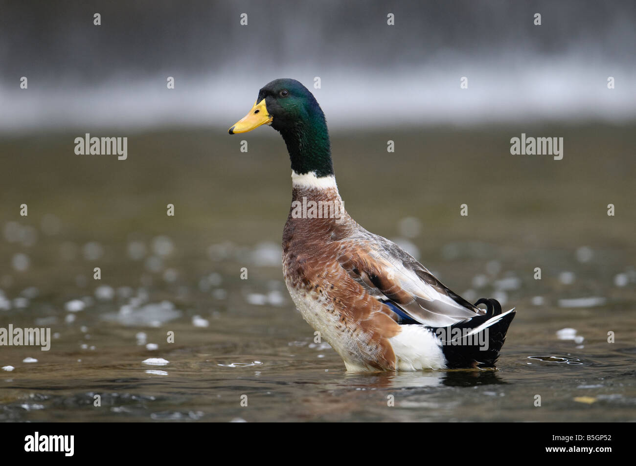 Stockente (Anas Platyrhynchos, männliche) vor einem Wasser fallen Stockfoto