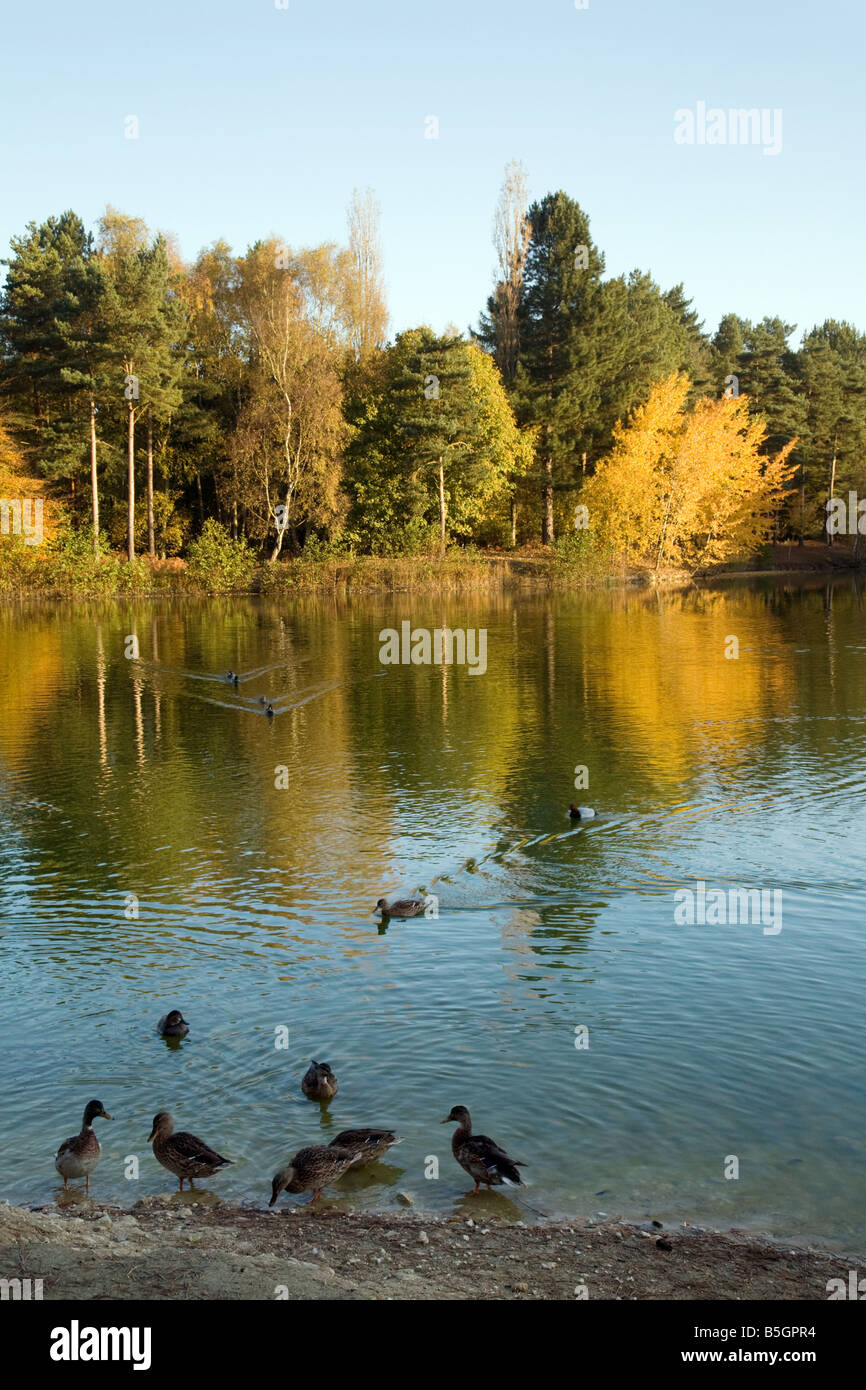 Enten auf einem See im Herbst Morgenlicht, Norfolk, Großbritannien Stockfoto