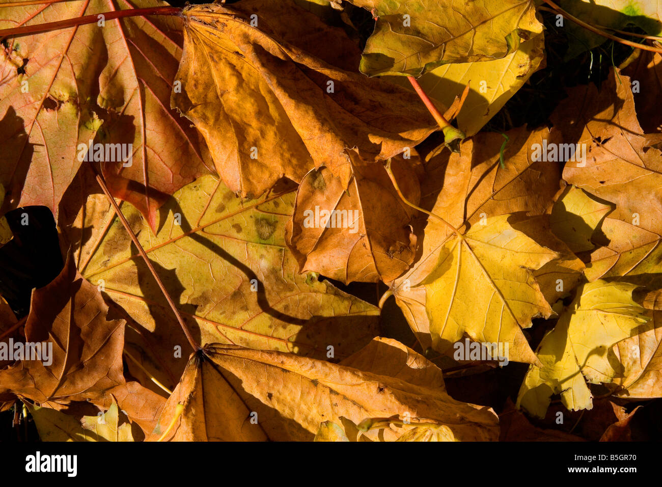 Blätter im Herbst Stockfoto