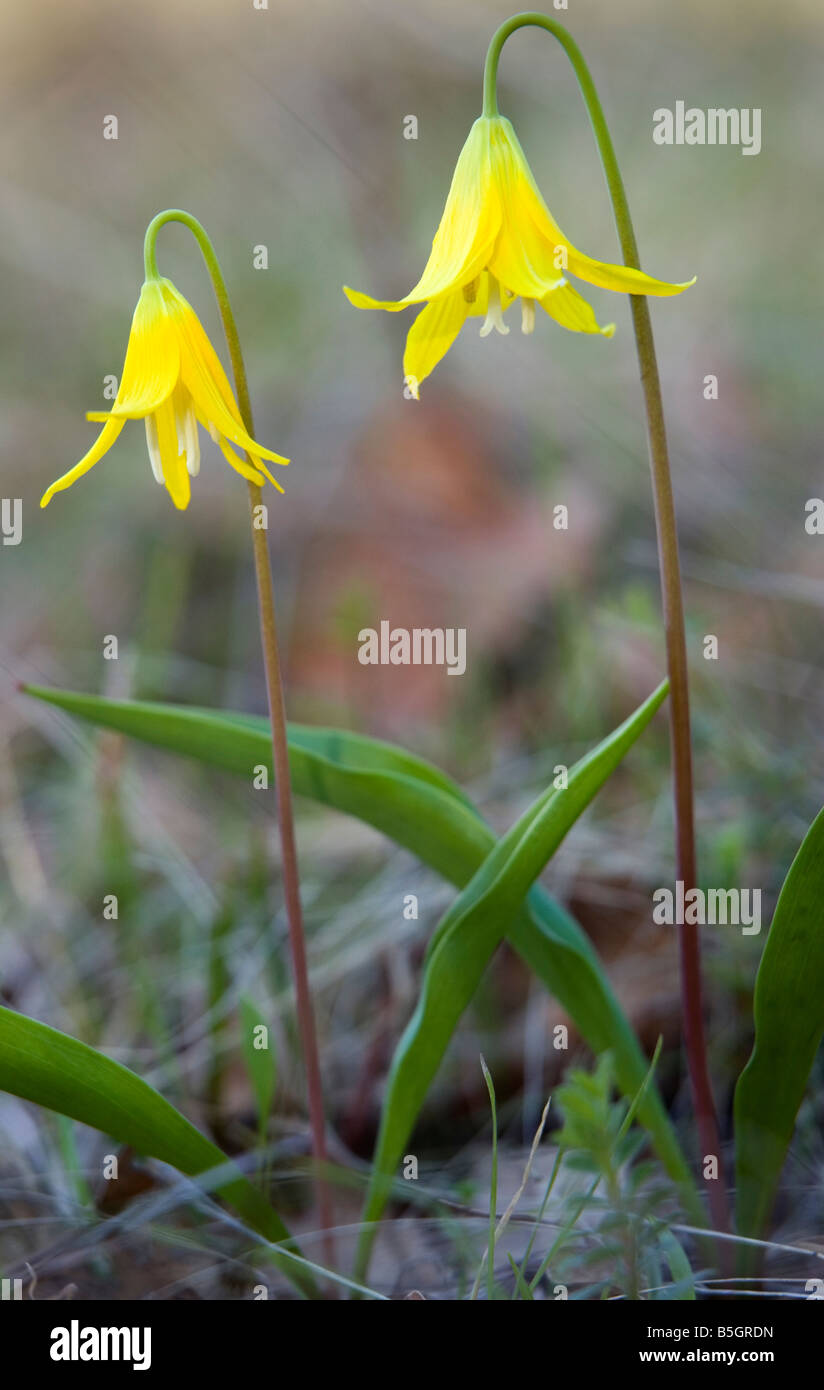 Gletscher-Lilien, Blume, Wildblumen, Oregon, Columbia River Gorge, Frühling, Erythronium Grandiflorum Stockfoto