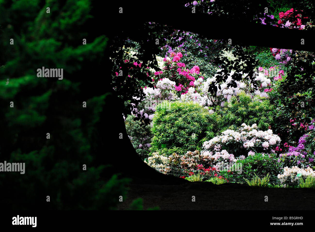 Gartenblumen, Heiligtümer, erholsame Natur, frischer Garten, Stockfoto