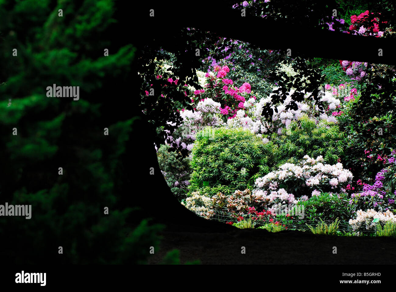Gartenblumen, Heiligtümer, restaurierende Natur, frischer Garten, Aroma, Aromatherapie, psychische Gesundheit, Geistestherapie, Klima-Visuals Stockfoto