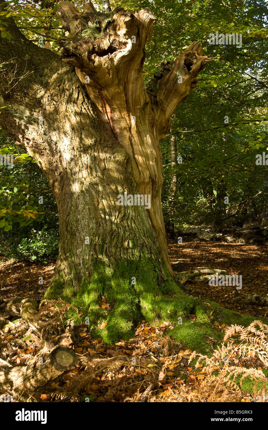 Ein toter Baum, UK. Stockfoto