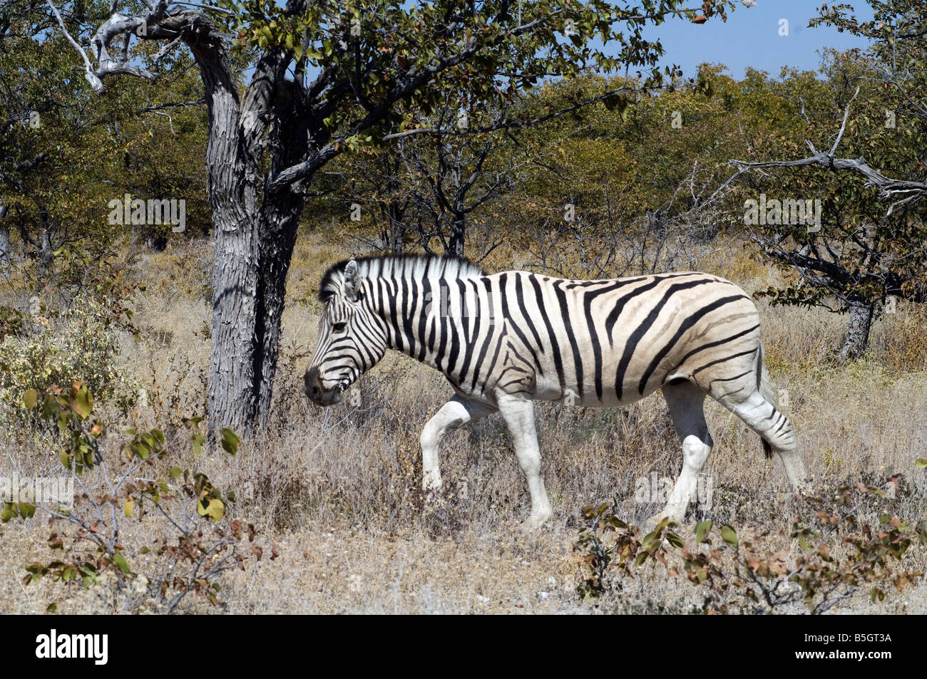 Ebenen oder Burchell Zebra (Equus Quagga Burchellii) Etosha Nationalpark Namibia Stockfoto