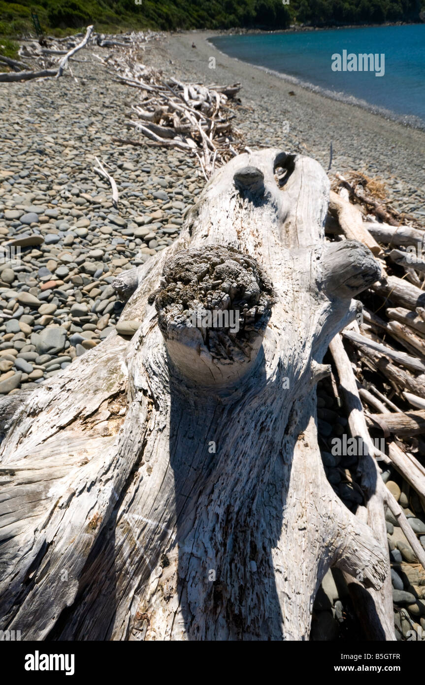 Treibholz auf einem Kieselstrand, Kapiti Island, Neuseeland Stockfoto