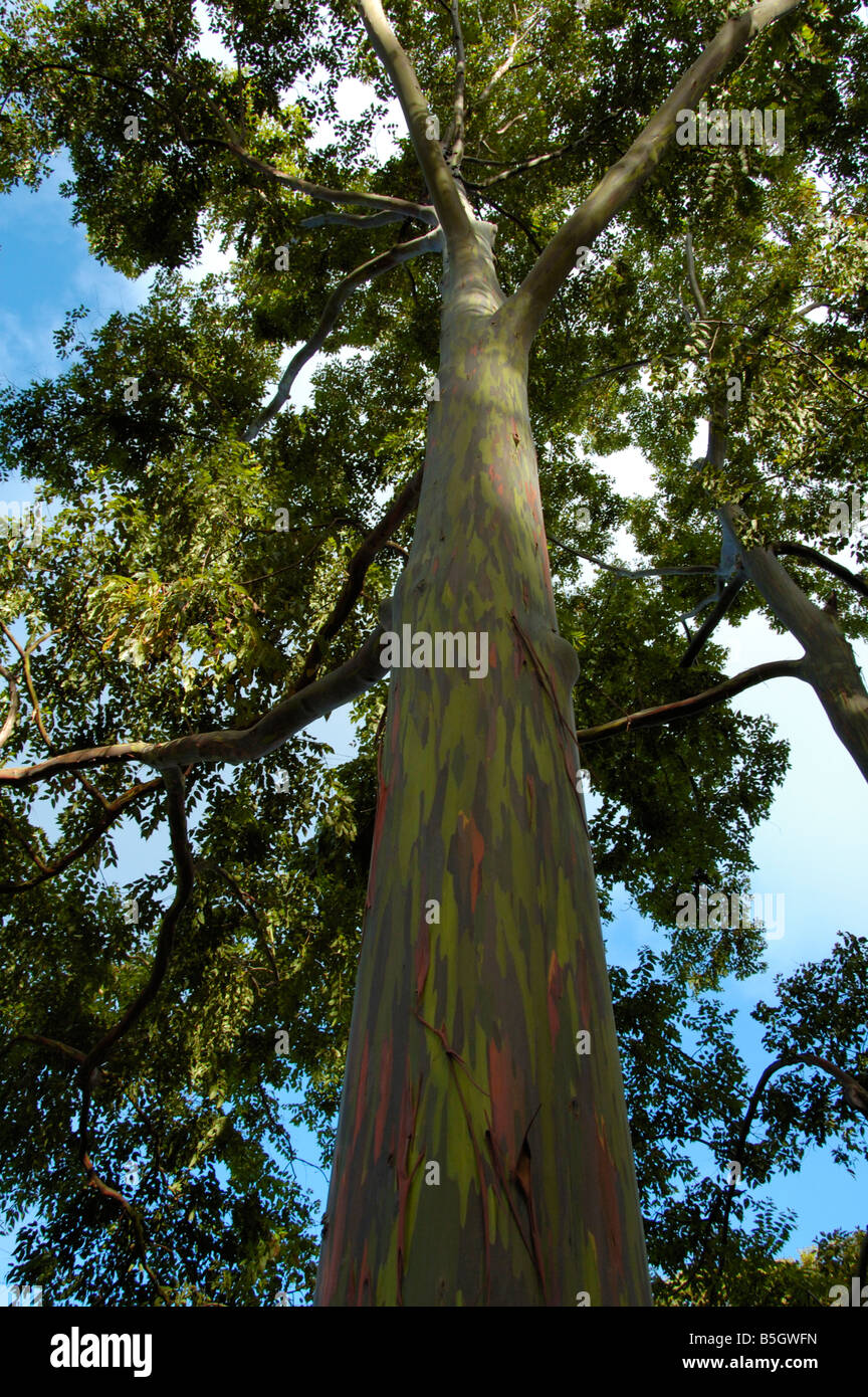 Regenbogen-Eukalyptus-Baum auf Kauai, Hawaii Stockfoto