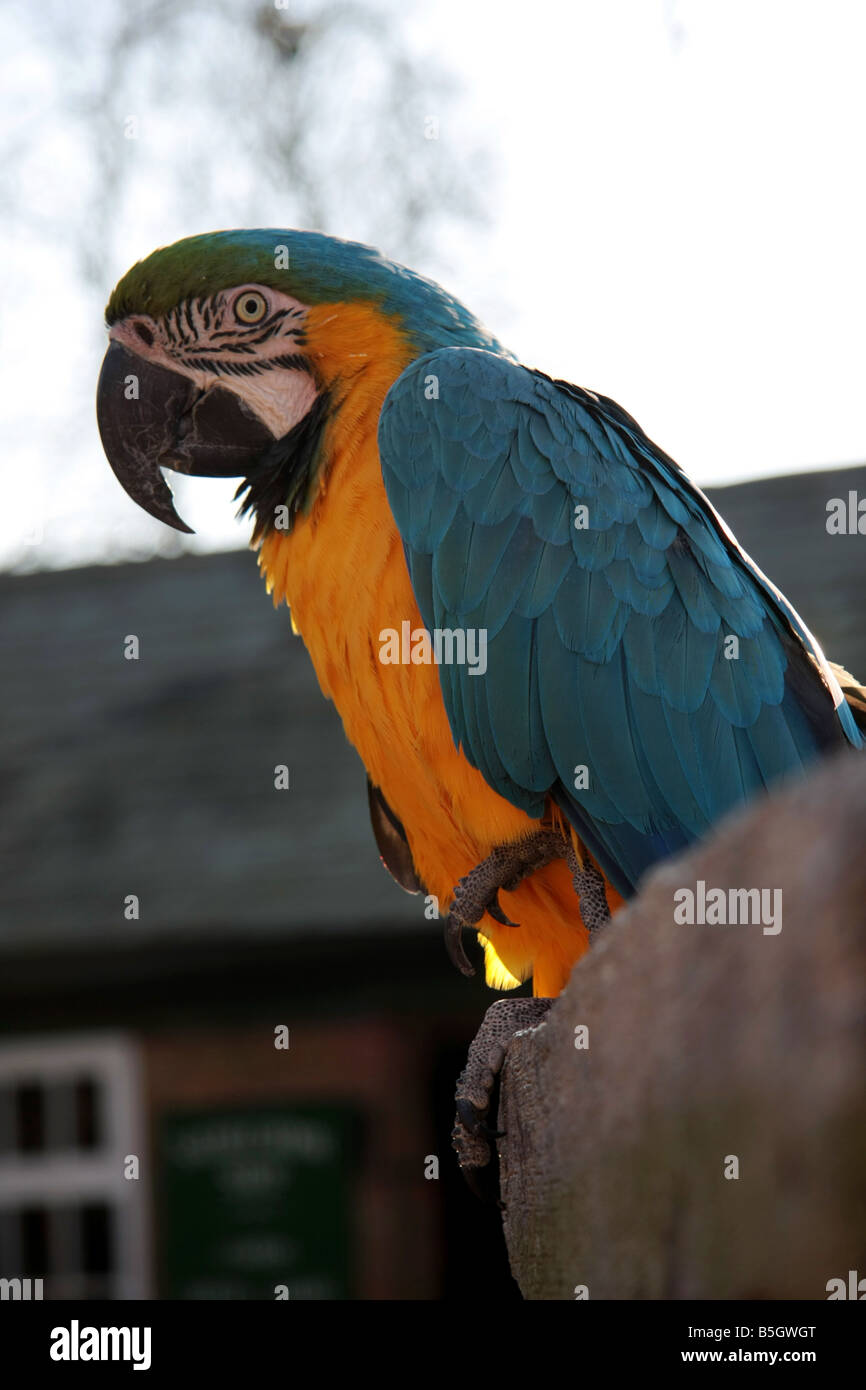 Eine blaue und gelbe Ara Papagei Stockfoto