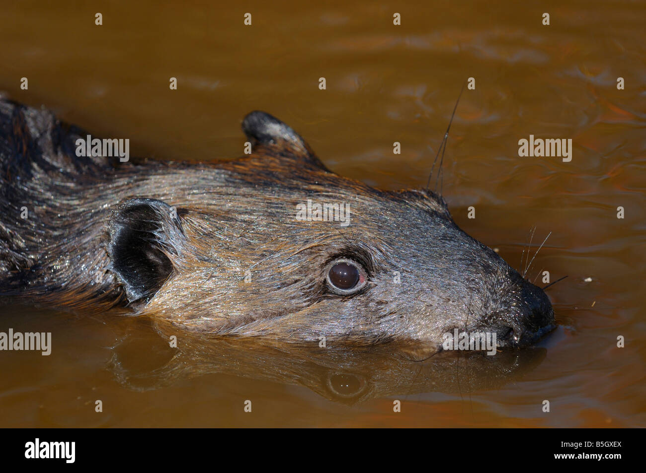 Nahaufnahme des Kopfes der kanadische Biber schwimmen in einem schlammigen Bach Castor Canadensis Minnesota USA Stockfoto