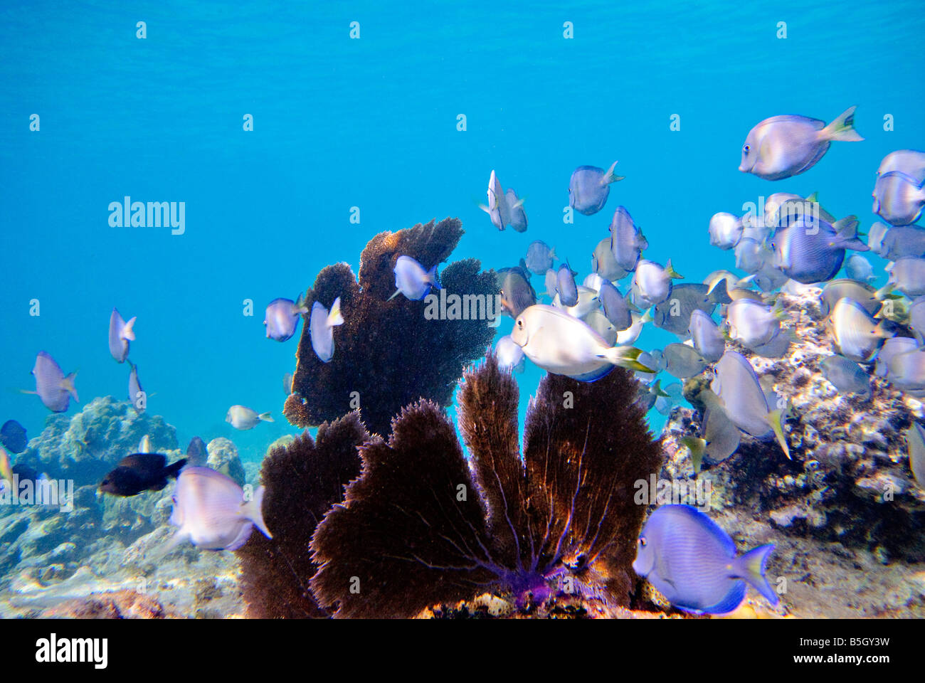 St. John, US Virgin Islands - Coral Reef und Fisch, Unterwasseraufnahmen in St. John, US Virgin Islands Stockfoto