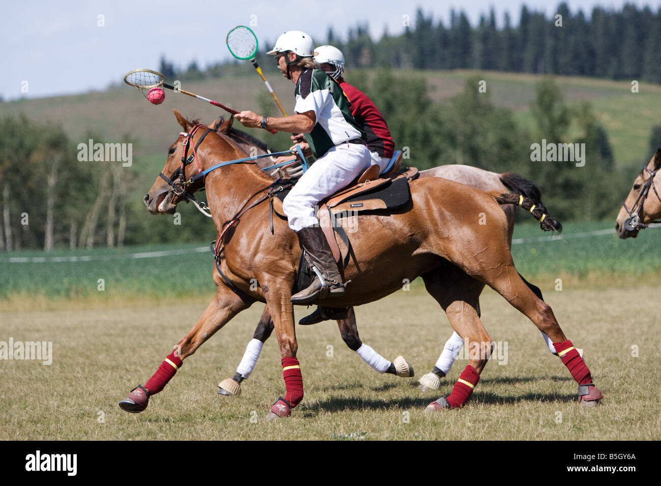 Zwei Fahrer kämpfen um den Ball während des Spiels auf dem Pferderücken polocrosse Stockfoto