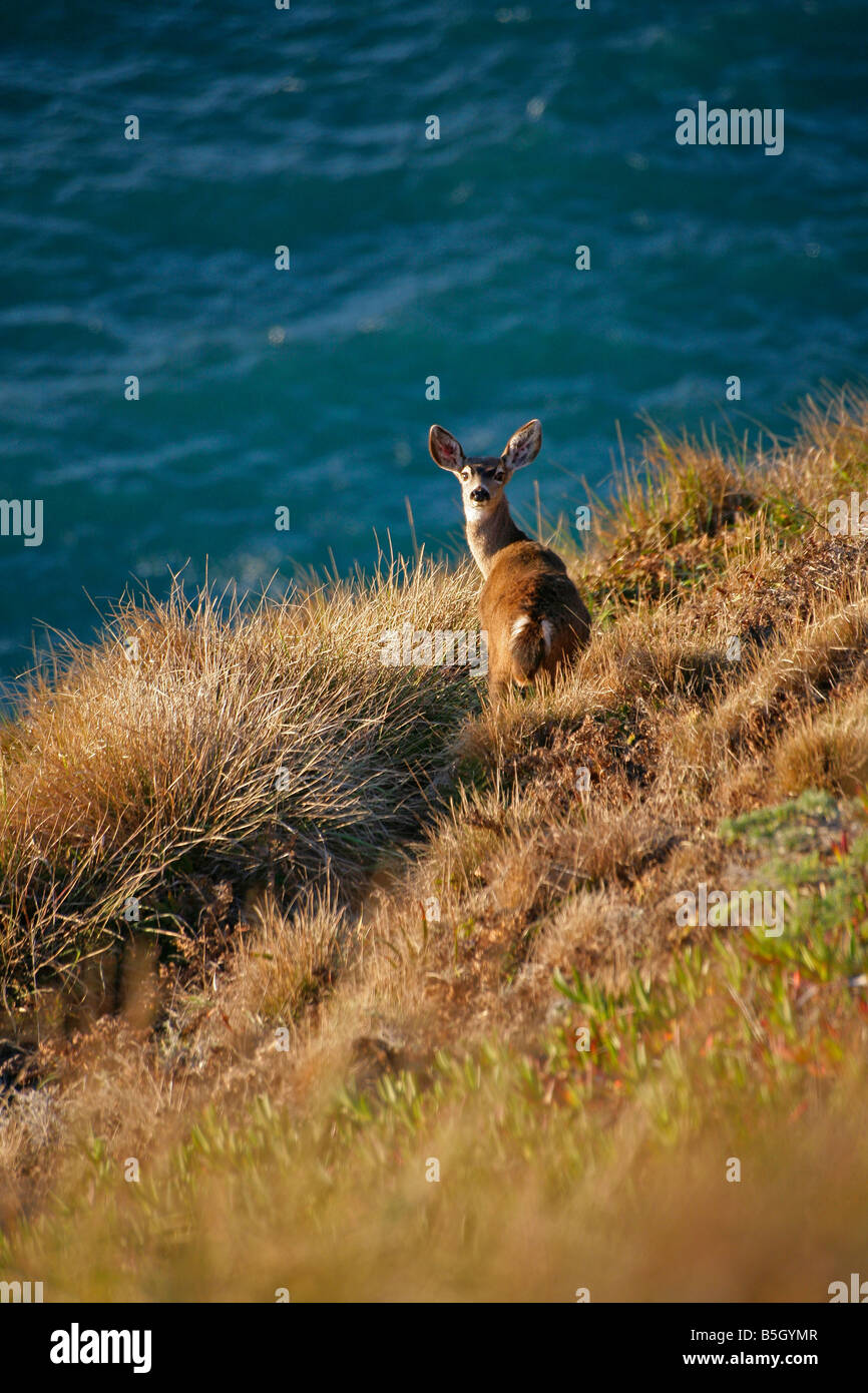Neugierig eingeschleppten Achse oder Damwild in Point Reyes National Seashore Kalifornien Stockfoto