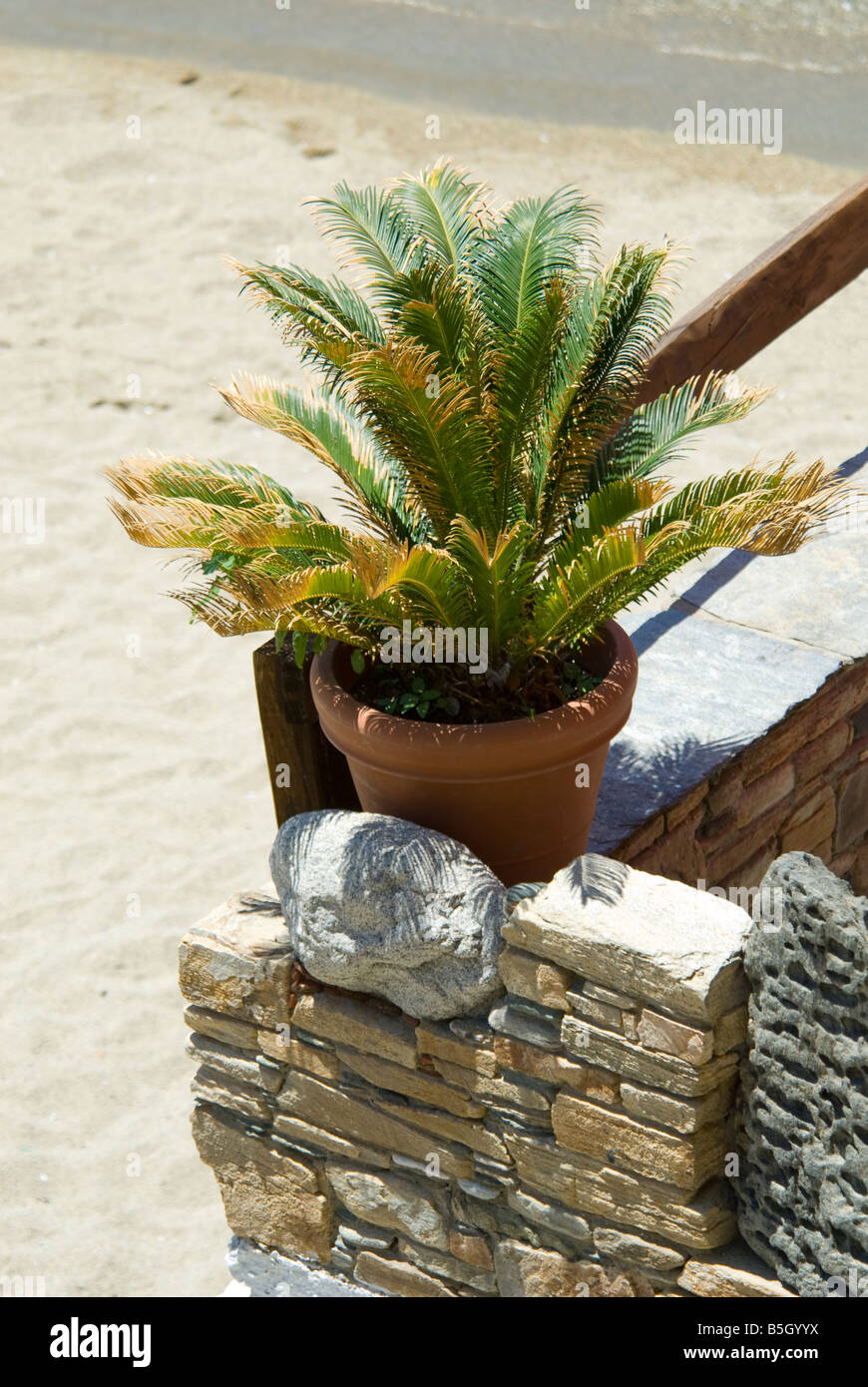 Eine kleine Palme wächst in einem Topf neben einem Café am Kolimbithra  Strand Kolimbithra Tinos Griechenland Stockfotografie - Alamy