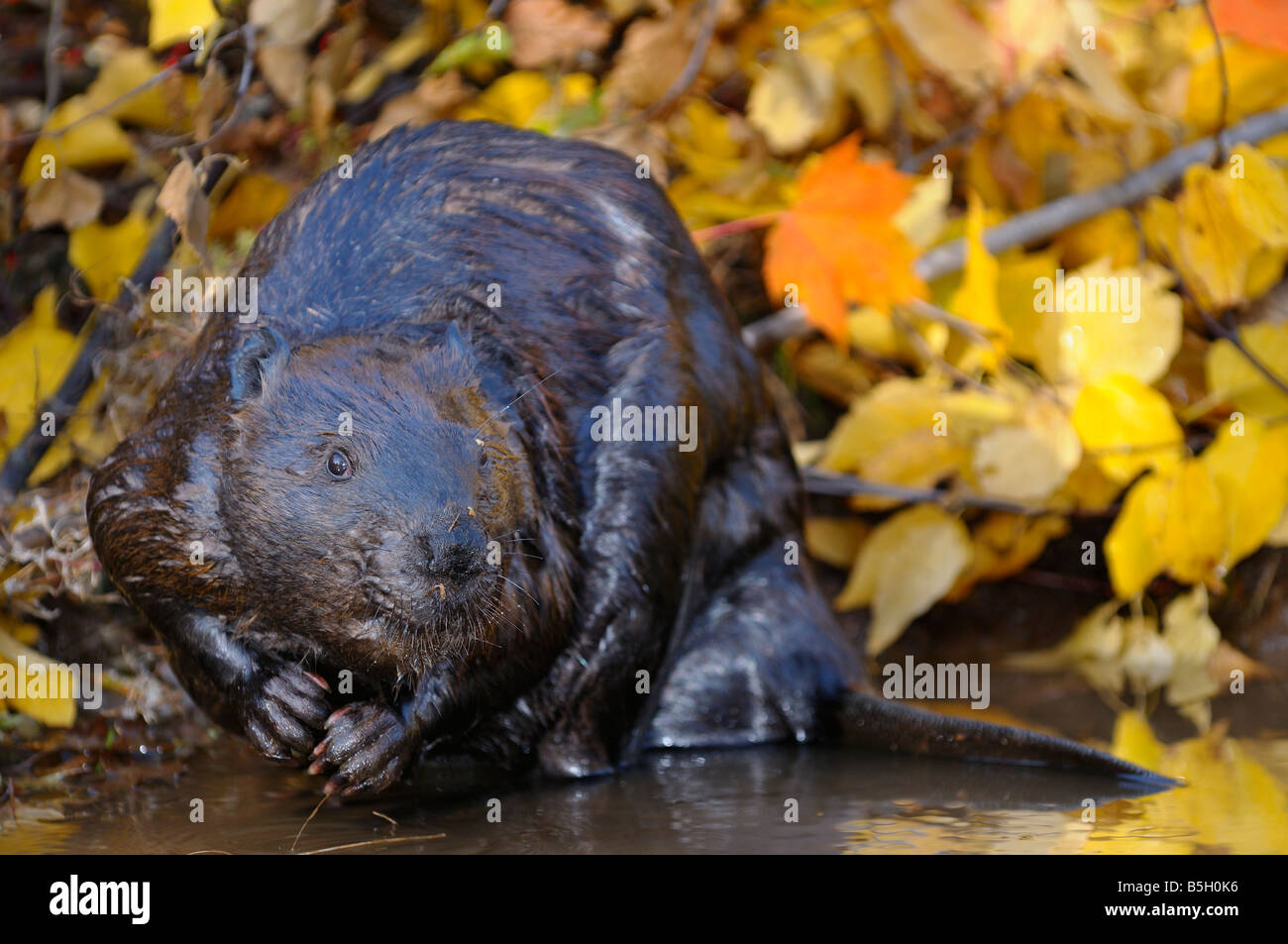 Kanadische Biber Graben am Rande eines Baches mit Herbst Farbe Birke und Ahorn Blätter nass Stockfoto