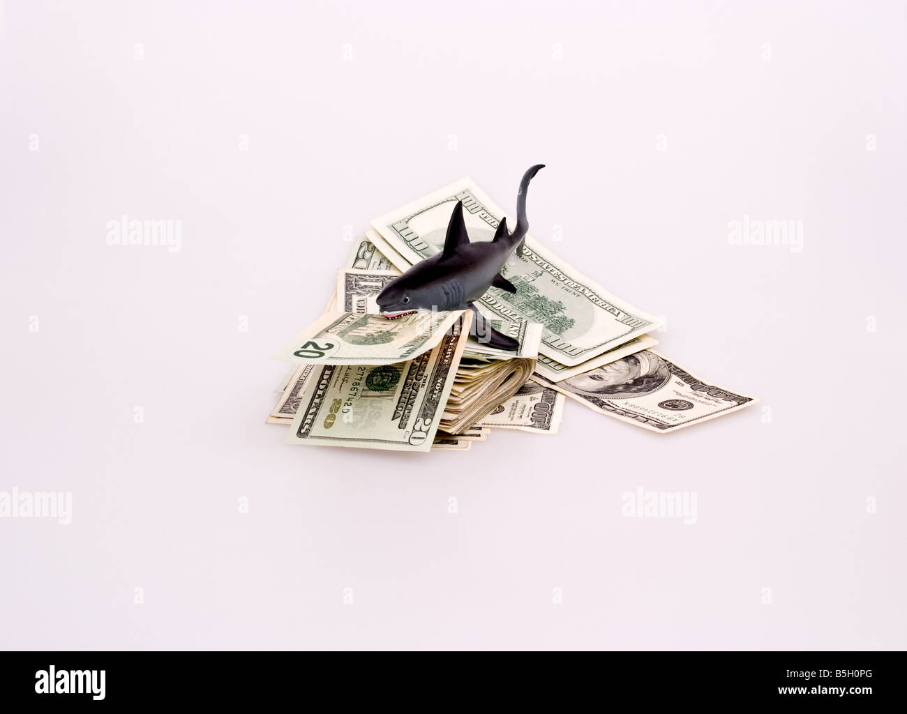 Ein Hai auf einen Haufen Geld mit zwanzig Dollarschein in den Mund. Stockfoto