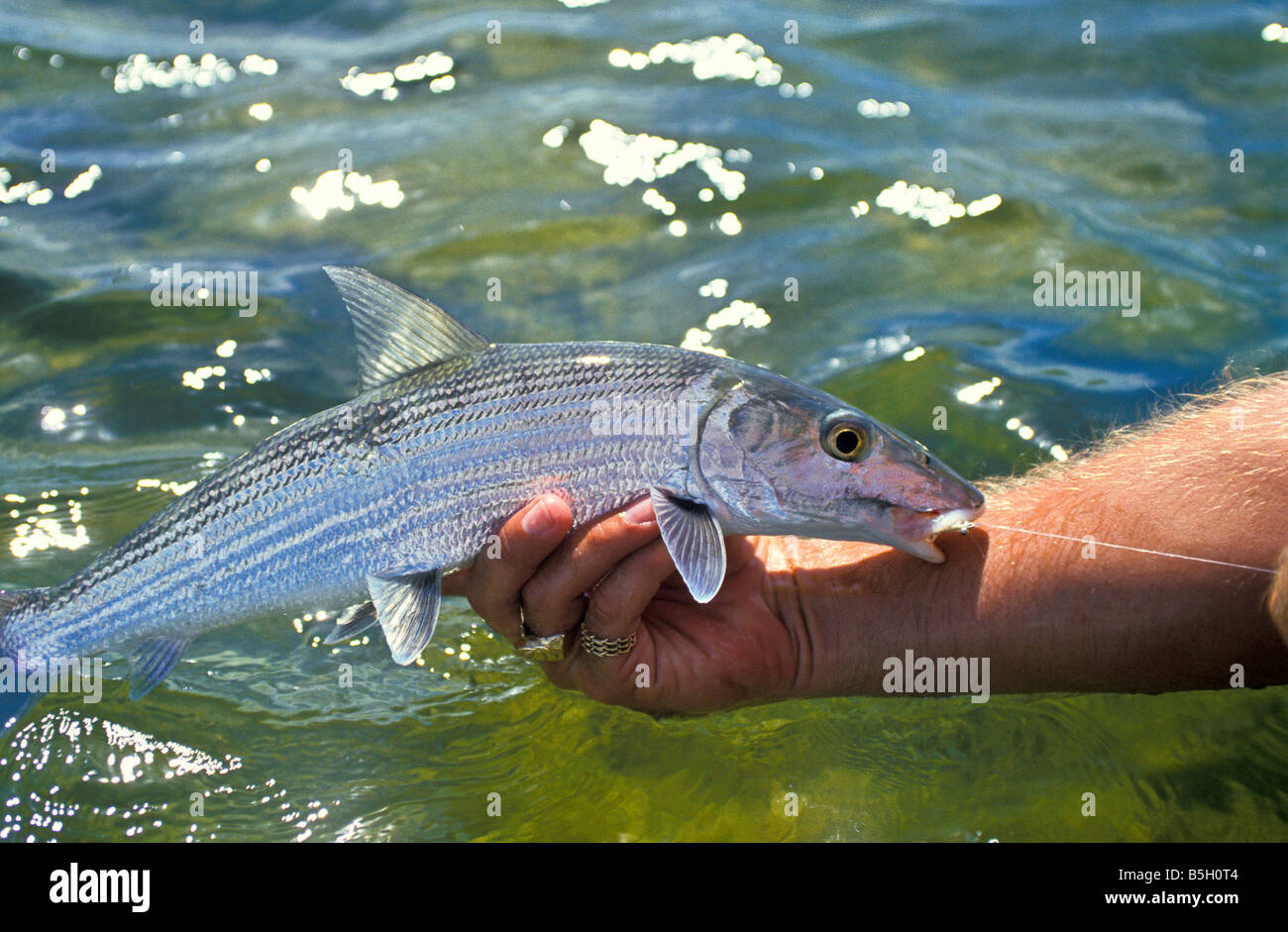 Bonefish gewiegt in Anglers Hand Gamefish Nahaufnahme Profil catch &amp; release richtige Fisch Umgang mit Techniken Stockfoto