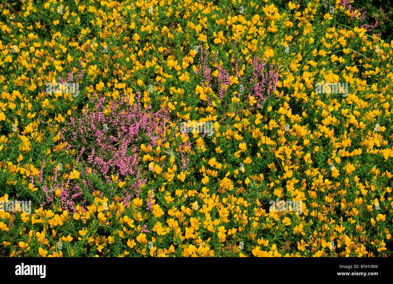 Gelbe Stechginster (Ulex Europaeus) und lila Heidekraut (Calluna Vulgaris) - Powys, Wales, UK. Stockfoto