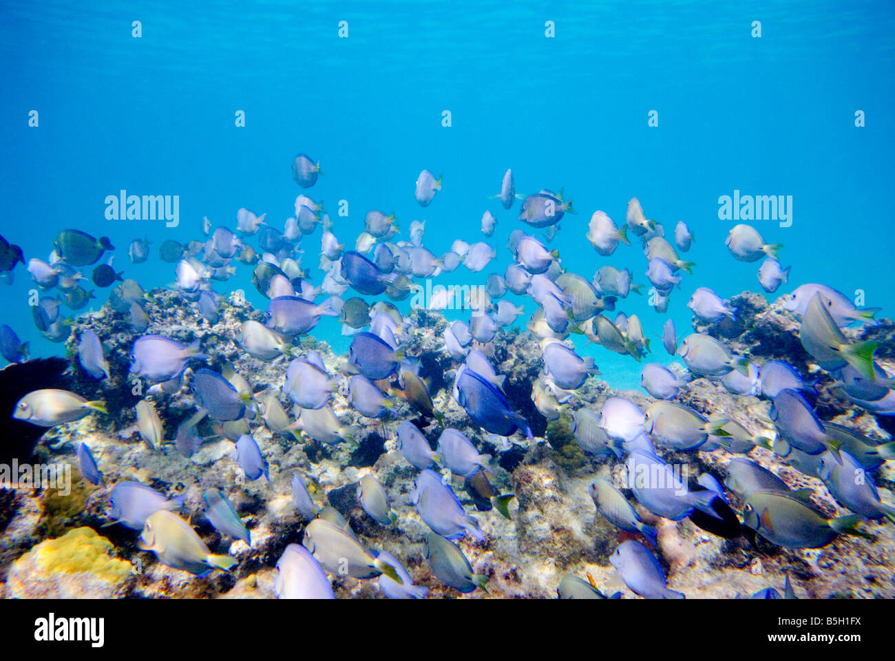 St. John, US Virgin Islands - ein Unterwasser geschossen von einer großen Schule von blauem und rotem Purpur und Riff Fischen genommen nur aus St. John in den US Virgin Islands in der Karibik. Stockfoto