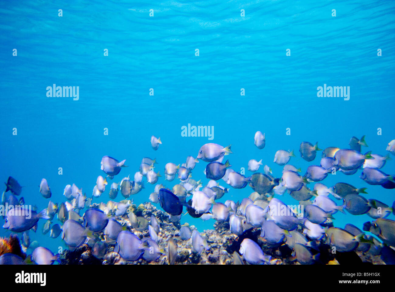 St. John, US Virgin Islands - Unterwasser Schuß einer Schule des Blauen und Violetten Rifffische Korallenriff und fishtaken nur aus St. John in den US Virgin Islands in der Karibik. Stockfoto