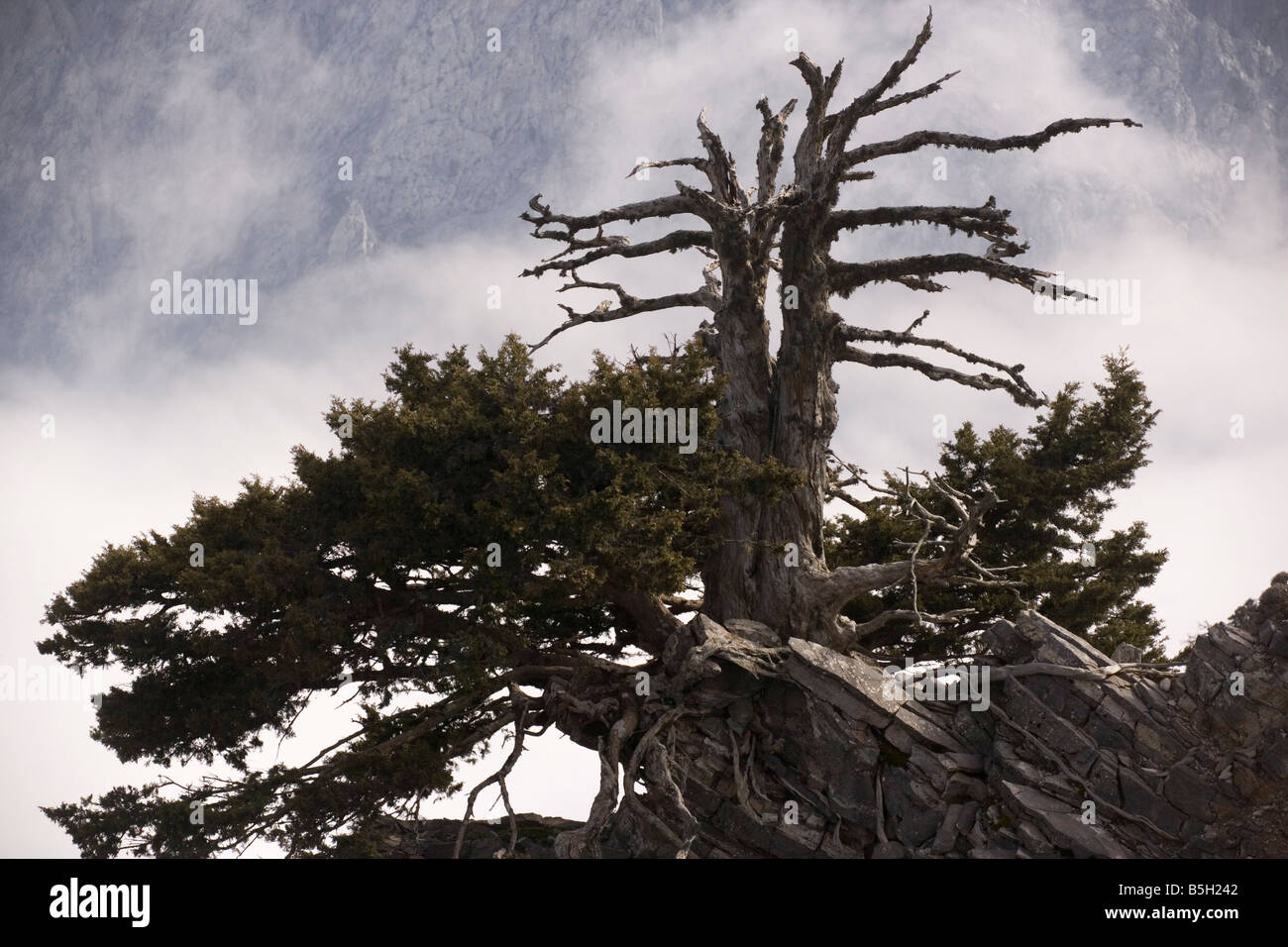Eine alte Zypresse Cupressus Sempervirens Forma Horizontalis in den White Mountains West Kreta Stockfoto