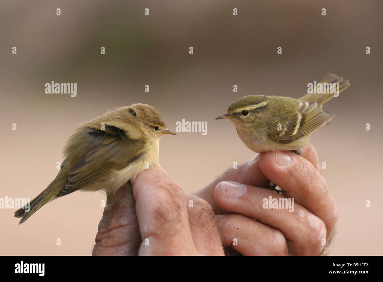 Willow Warbler Phylloscopus Trochilus auf die richtige und gelbe browed Warbler Phylloscopus Inornatus auf der linken Seite vor dem Klingeln Stockfoto