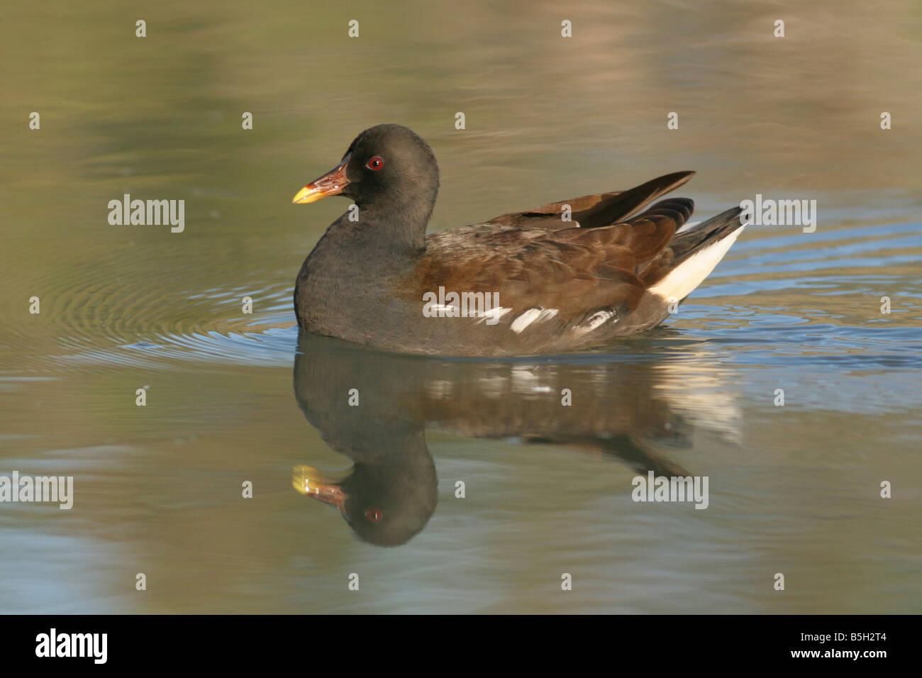 Gemeinsamen Moorhen Gallinula Chloropus Israel Winter November 2007 Stockfoto