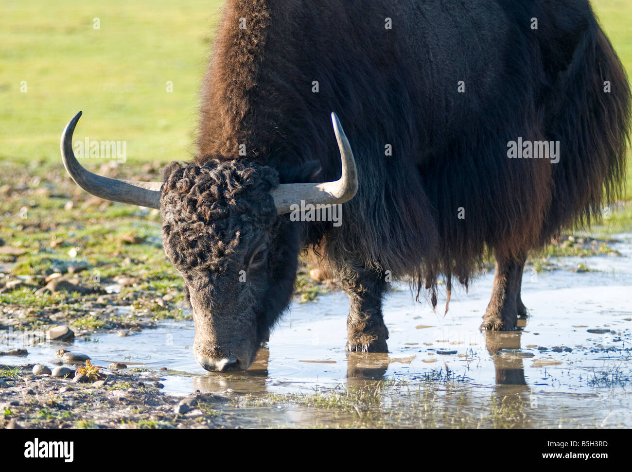 Himalayan Yak Bos Grunniens langhaarige Rinder in der Himalaya-Region des südlichen Zentralasien SCO 1136 gefunden Stockfoto