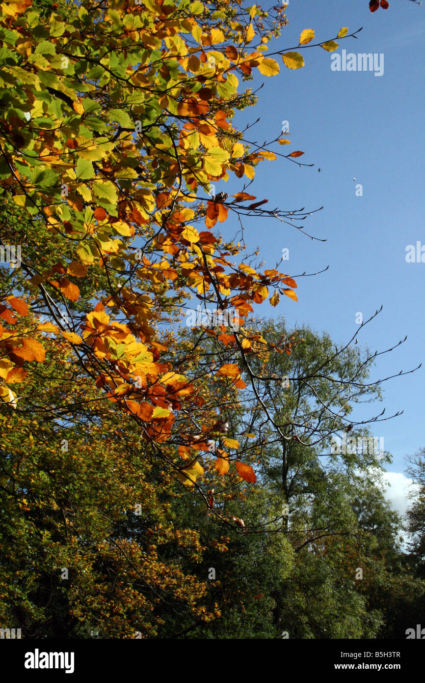 Blätter, herbstliche Clours gegen strahlend blauem Himmel drehen Stockfoto
