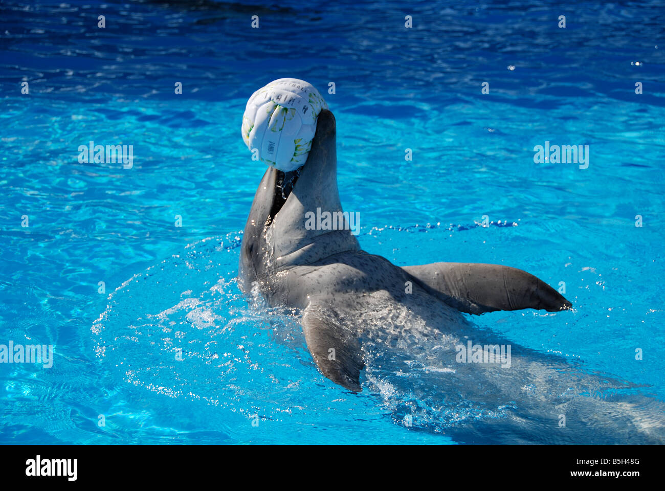 Ein glücklicher Delphin schwimmt nach hinten mit ball Stockfoto