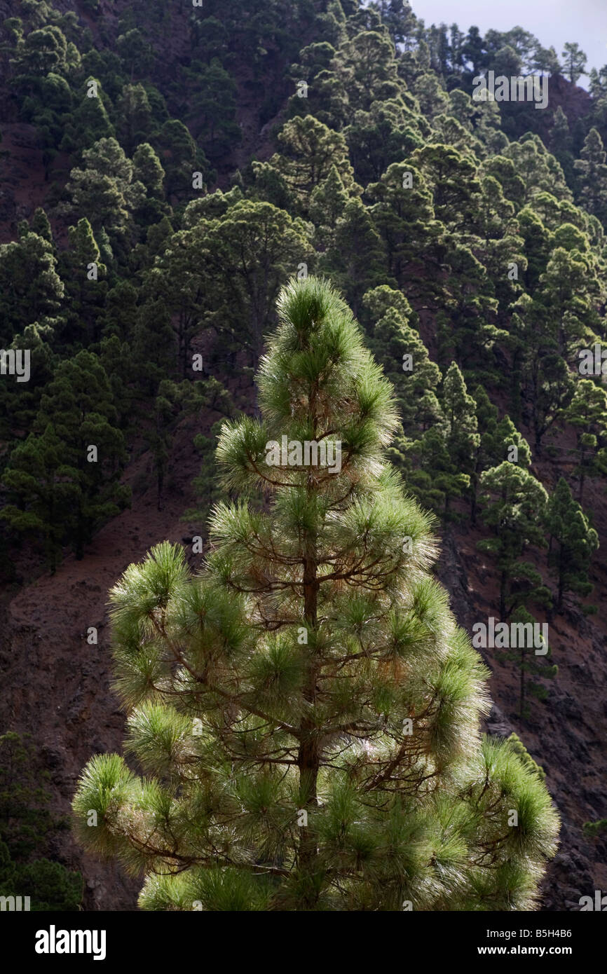 Eine Art der Kiefer (Pinus Canariensis) auf den Kanarischen Inseln endemisch. Stockfoto