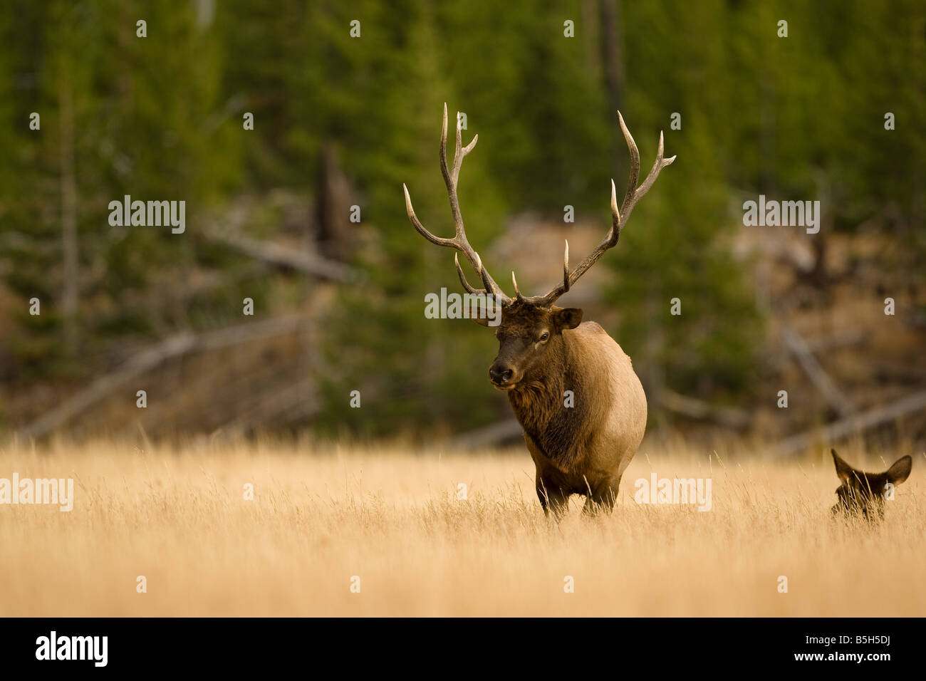 Elch Hirsch im Yellowstone Park Säugetier in Wyoming, Vereinigte Staaten von Amerika Stockfoto