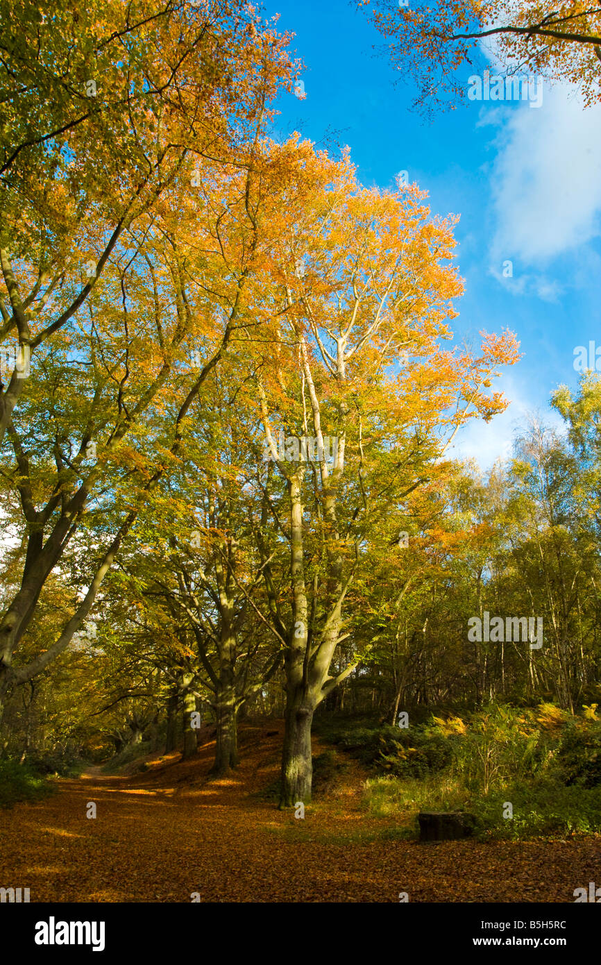 Herbstfärbung auf Mousehold Heide Norwich Norfolk England UK Stockfoto