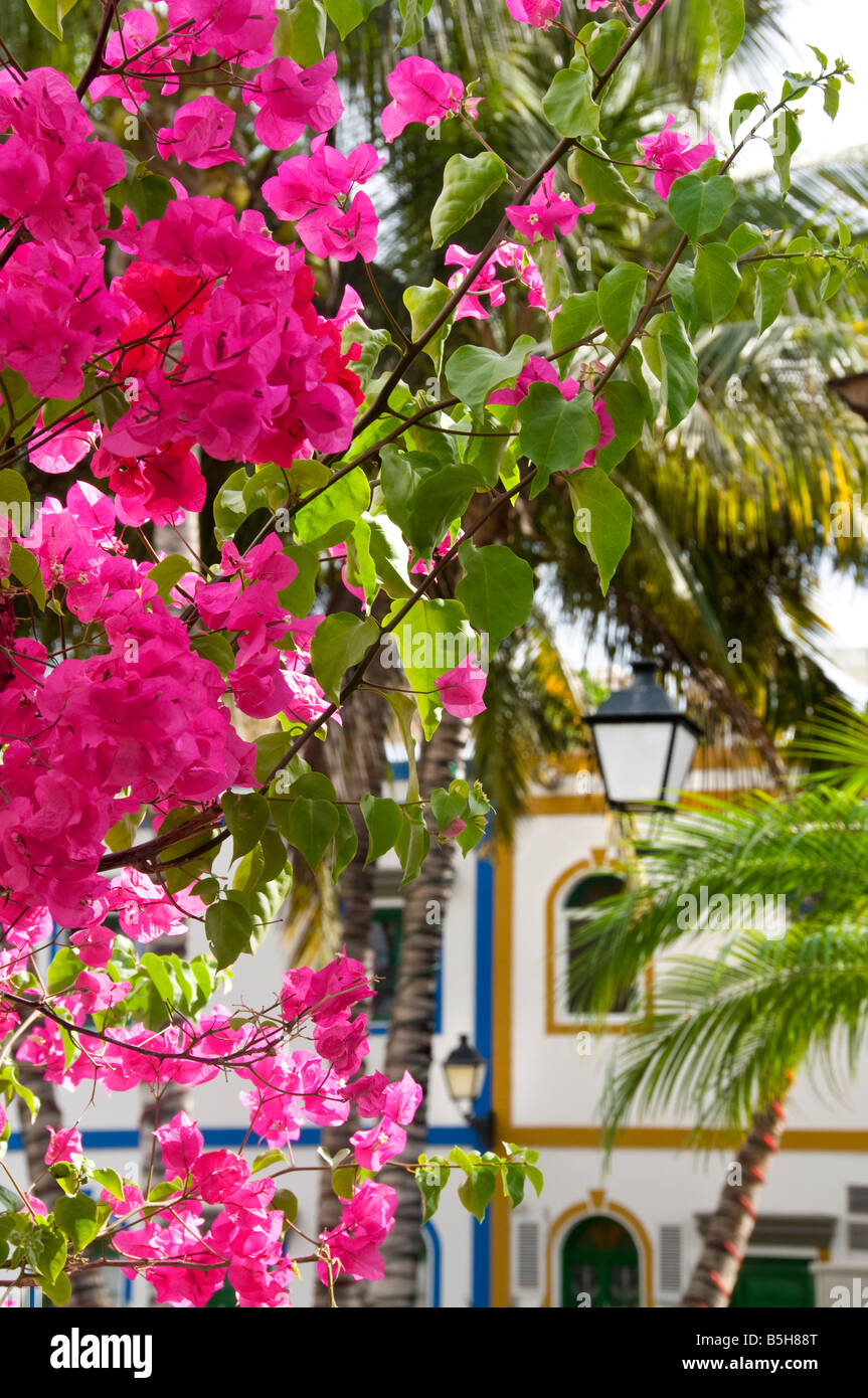 Blumen von gran canaria inseln -Fotos und -Bildmaterial in hoher