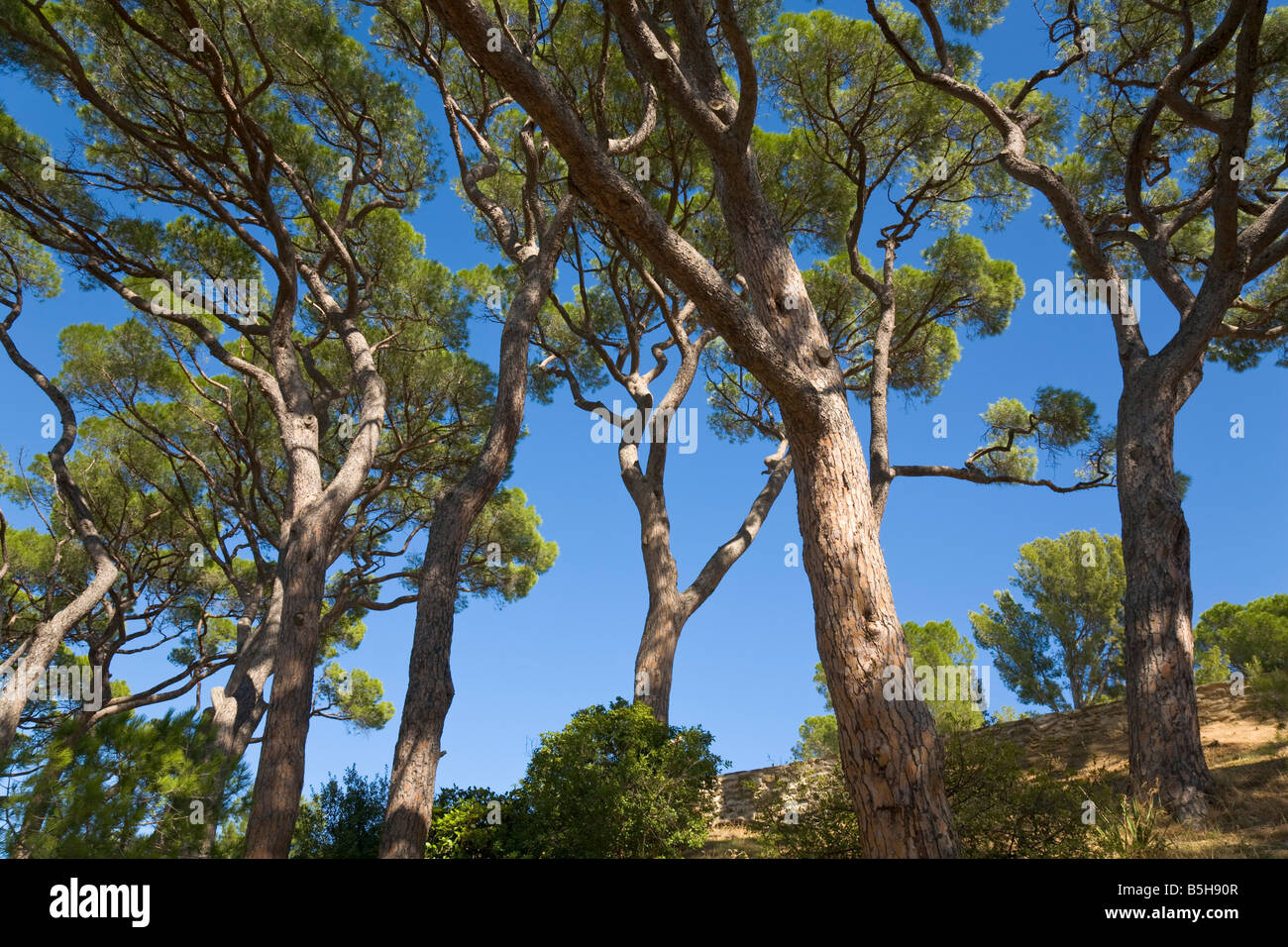 Stein-Kiefern und blauer Himmel an der Côte d ' Azur / Provence / Südfrankreich Stockfoto