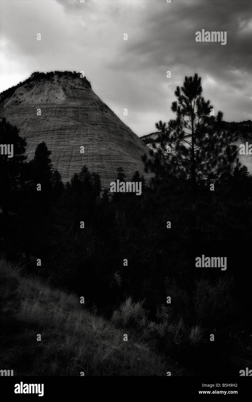 Muster in Stein, Checkerboard Mesa. Zion Nationalpark. In der Nähe von Springdale. Utah. USA Stockfoto