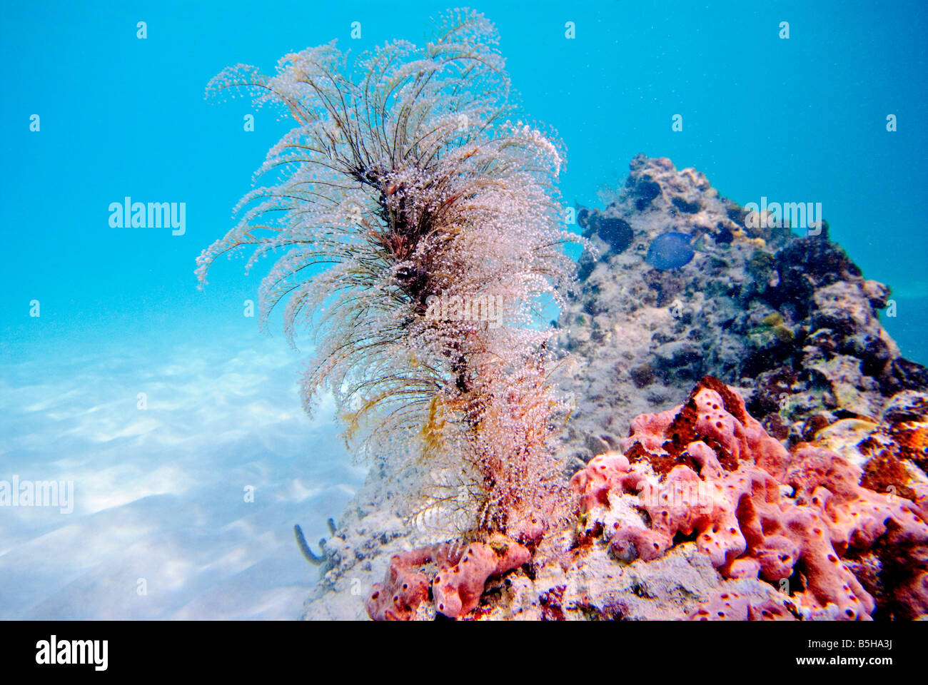 St. John, US Virgin Islands - Coral Reef und Fisch, Unterwasseraufnahmen in St. John, US Virgin Islands Stockfoto